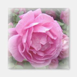 Pink Rose Magnet