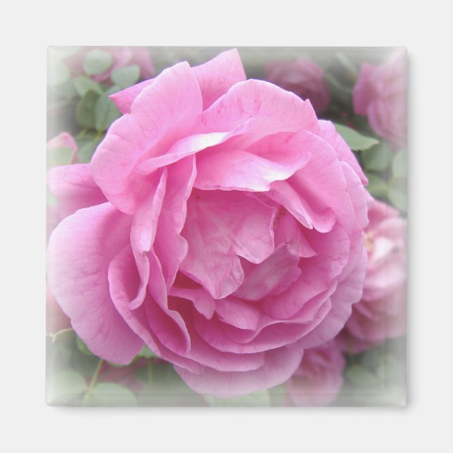 Pink Rose Magnet (Front)