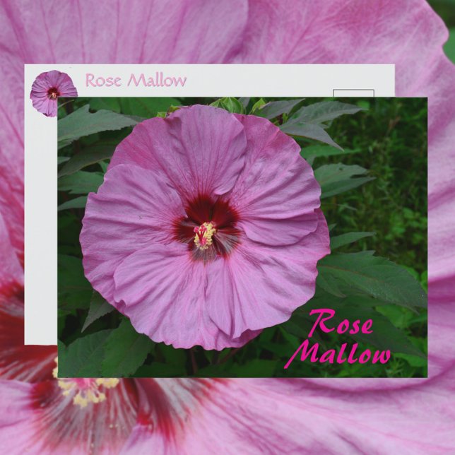 Pink Rose Mallow Flower Photographic Botanical Postcard (Creator Uploaded)