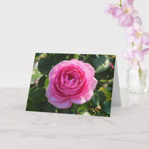 Pink Rose "Mum in a Million", Roath Park, Cardiff Card