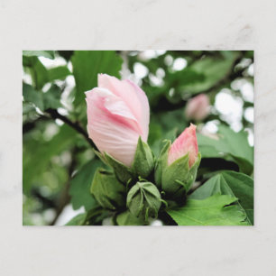 Pink Rose of Sharon bud in Spring Postcard