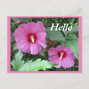 Pink Rose of Sharon Flower Photo Hello Postcard