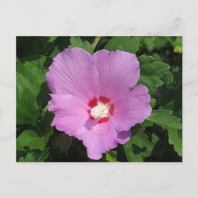 Pink Rose Of Sharon Flower Postcard (Front)