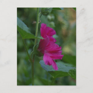 Pink Rose of Sharon Postcard