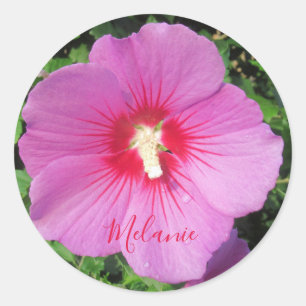 Pink Rose of Sharon Waterdrops Petals Personalised Classic Round Sticker
