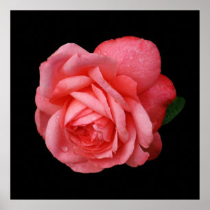 Pink rose On Black Background Poster