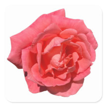 Pink Rose On Custom Background