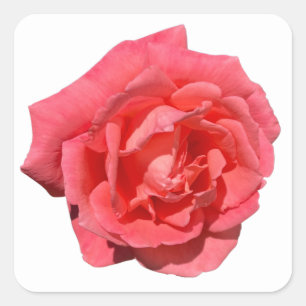 Pink Rose On Custom Background Square Sticker