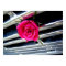 Pink Rose on Grill Poster
