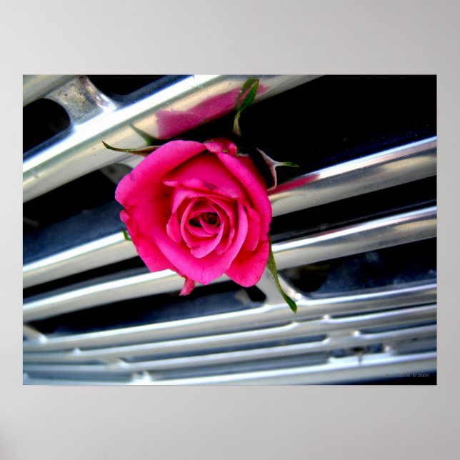 Pink Rose on Grill Poster (Front)