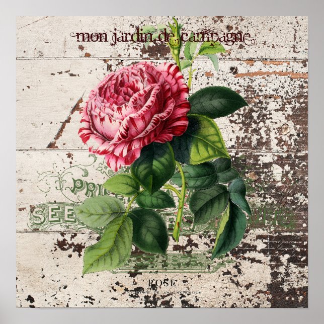 Pink Rose on rustic wooden panel Poster (Front)