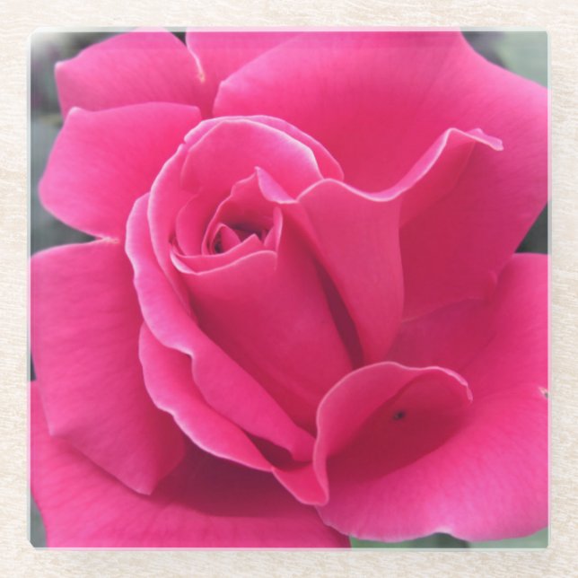 Pink Rose Petals Glass Coaster (Front)