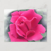 Pink Rose Petals