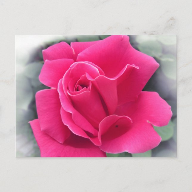 Pink Rose Petals Postcard (Front)