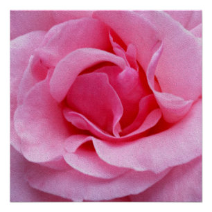 Pink rose petals poster