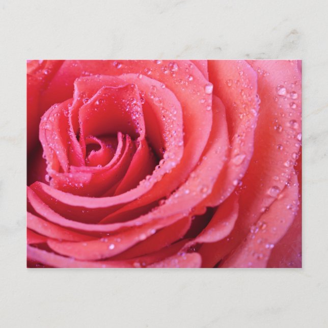 Pink Rose Petals With Water Drops. Macro Shot Postcard (Front)