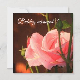 Pink rose photo - Hungarian name day