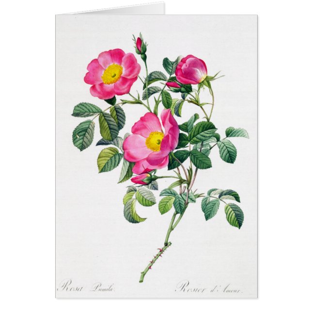 Pink Rose Pierre-Joseph Redoute Greeting Card (Front)