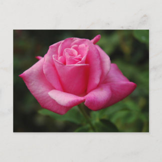 Pink Rose Postcard