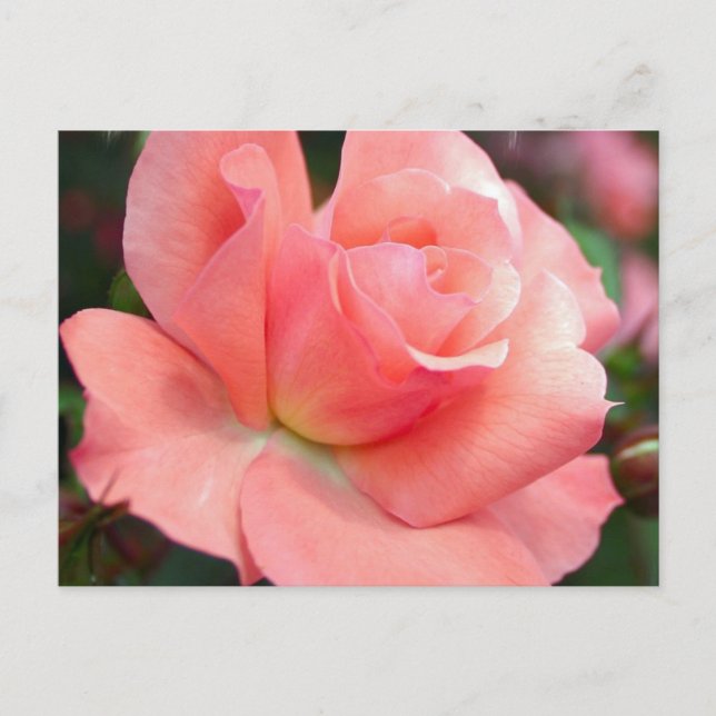 Pink Rose Postcard (Front)