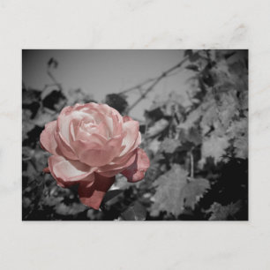 Pink Rose Postcard