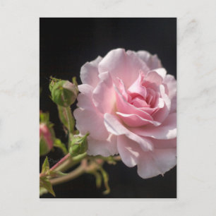 pink rose postcard
