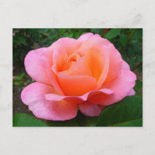 Pink Rose Postcard