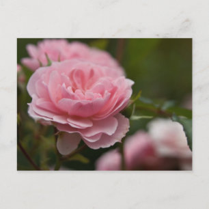 Pink Rose Postcard