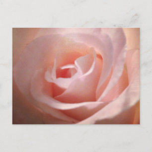 Pink Rose Postcard