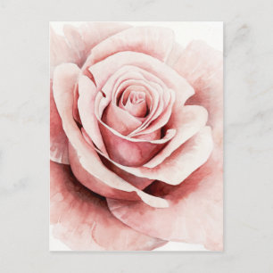 Pink Rose Postcard