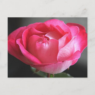 Pink Rose Postcard