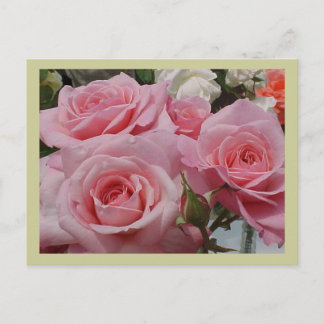Pink Rose Postcard