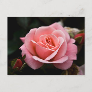 Pink Rose Postcard