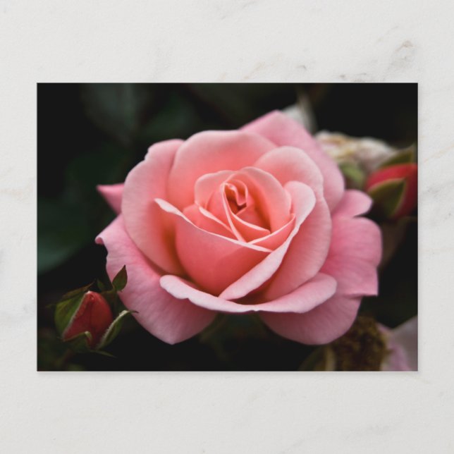 Pink Rose Postcard (Front)