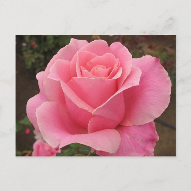 Pink Rose Postcard (Front)