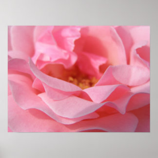 Pink Rose Poster