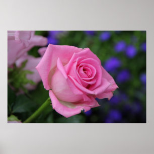 pink rose poster