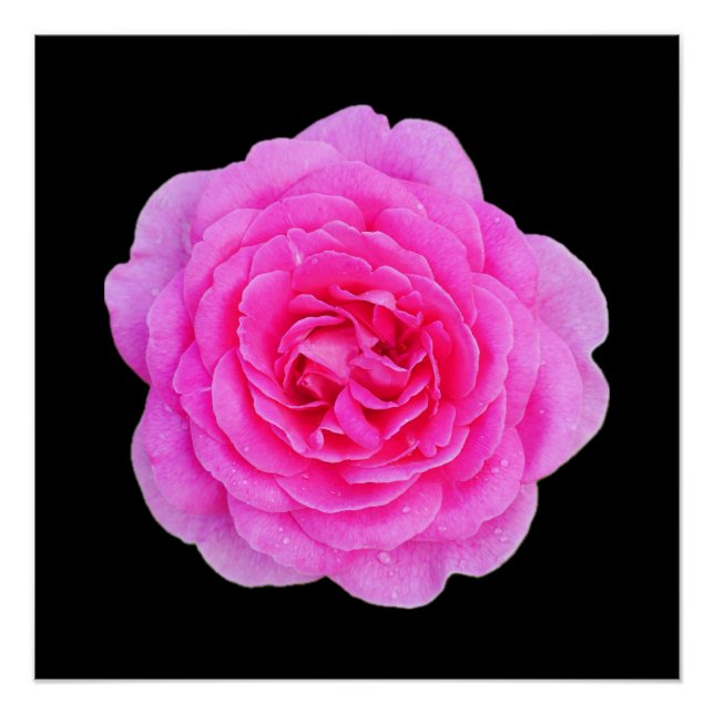 Pink Rose Poster (Front)