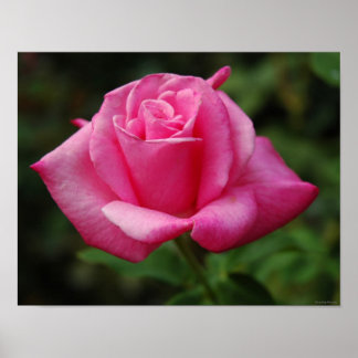 Pink Rose Poster