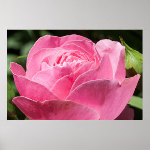Pink rose poster