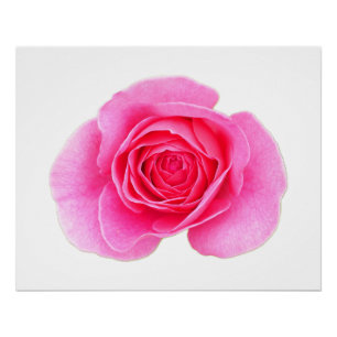 Pink Rose Poster