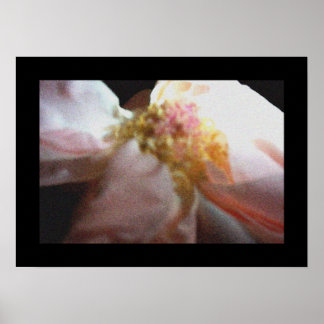 Pink Rose Poster