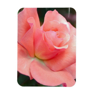 Pink Rose Premium Magnet