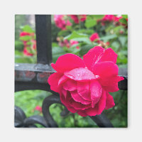 Pink Rose Raindrops Dew Garden Gate Photo