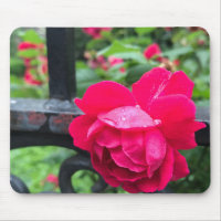Pink Rose Raindrops Dew Garden Gate Photo