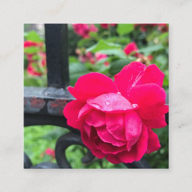 Pink Rose Raindrops Dew Garden Gate Photo Square Business Card (Front)