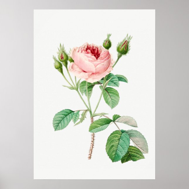 Pink Rose Rosebuds Vintage Botanical Illustration Poster (Front)