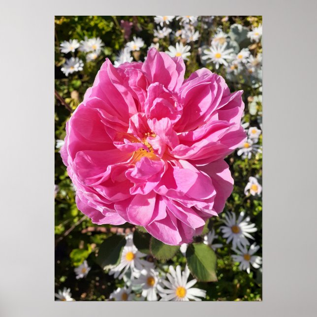 Pink Rose Roses David Austin Flower Garden Poster (Front)