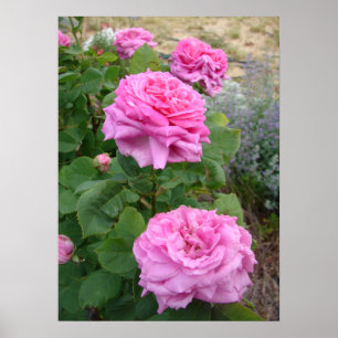 Pink Rose Roses Floral Flower Garden John Hopper Poster
