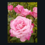 Pink Rose Roses Floral Flower Garden Poster<br><div class="desc">Beautiful Iris Flower Garden Poster. A glorious poster to compliment any decor,  taken from my own garden.</div>